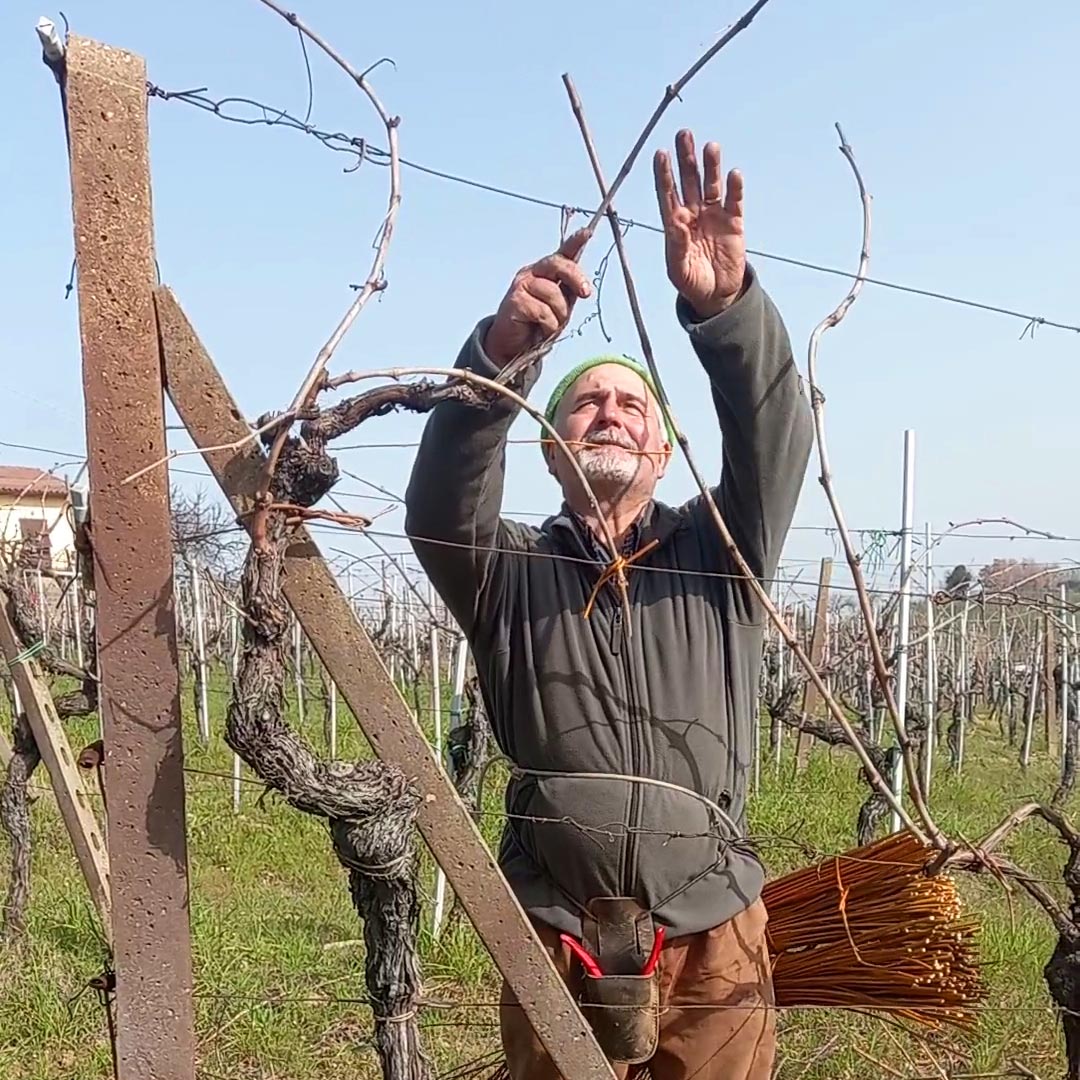 Fausto in the vineyards